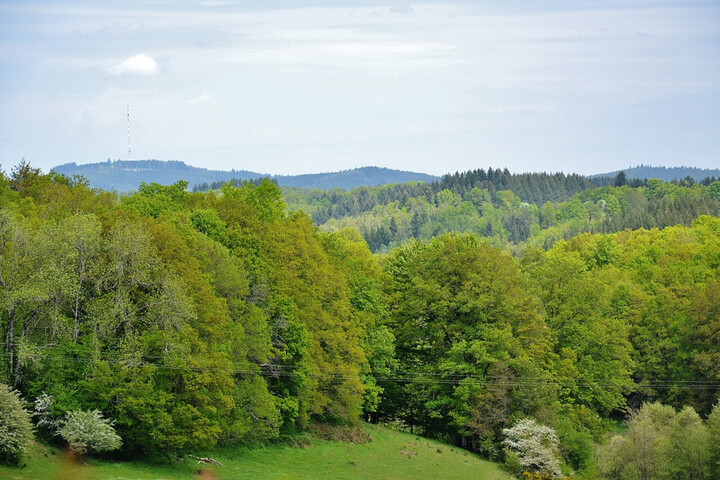 En France, la mobilisation pour les forêts s'organise