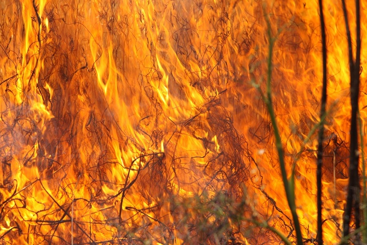 Au Brésil, les flammes ravagent la plus grande zone humide du monde