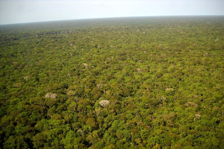Viande, cacao, café... La déforestation se poursuit à un rythme alarmant
