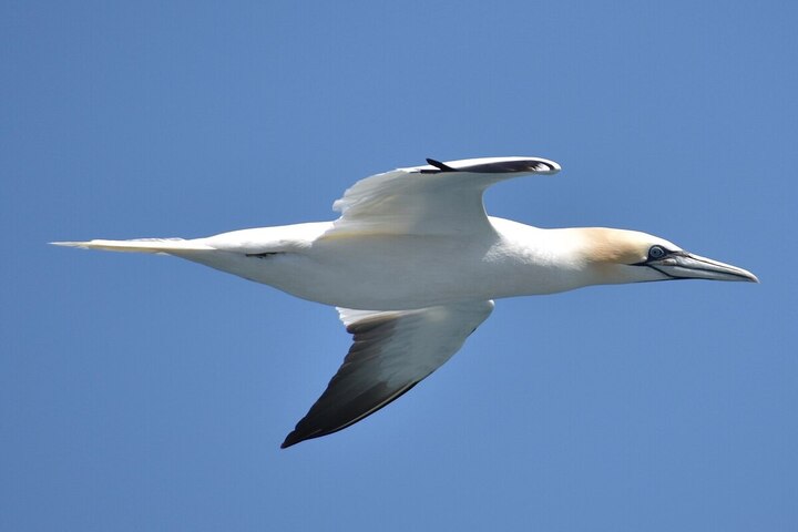 Oiseaux marins en danger : la France attaquée par trois <span class="caps">ONG</span> 