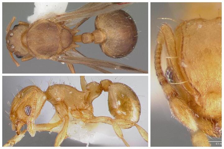 Fourmis électriques invasives : un second foyer détecté dans le Var