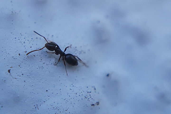 Une fourmi invasive et agressive débarque à Strasbourg