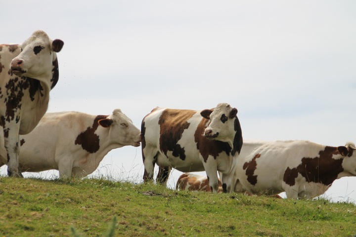 Vétérinaires radiés, complot de la Cour des comptes... La dermatose bovine, nid à fake news