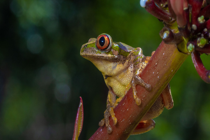 Journée mondiale de la vie sauvage : 3 000 espèces menacées en France 