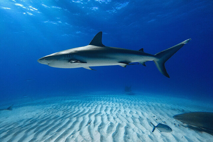 Des requins testés positifs à la cocaïne au large du Brésil 