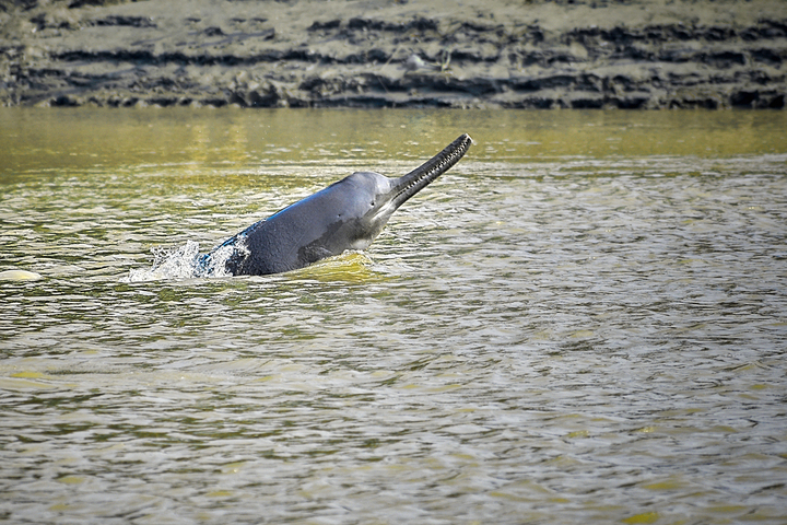 Des microplastiques trouvés dans le ventre de dauphins