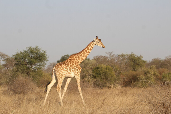 Le Tchad met fin à la gestion de ses parcs naturels par l'<span class="caps">ONG</span> African Parks