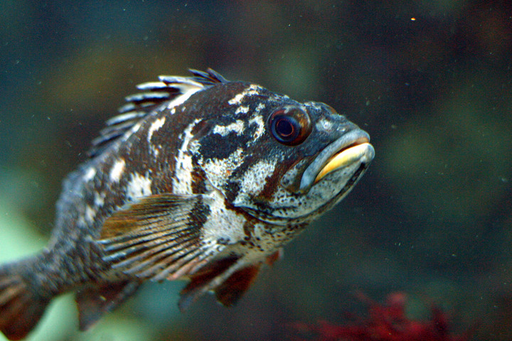 Le nombre d'espèces menacées de poissons cinq fois plus élevé qu'on ne l'estimait