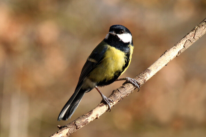 La pollution lumineuse fait chanter les oiseaux plus longtemps