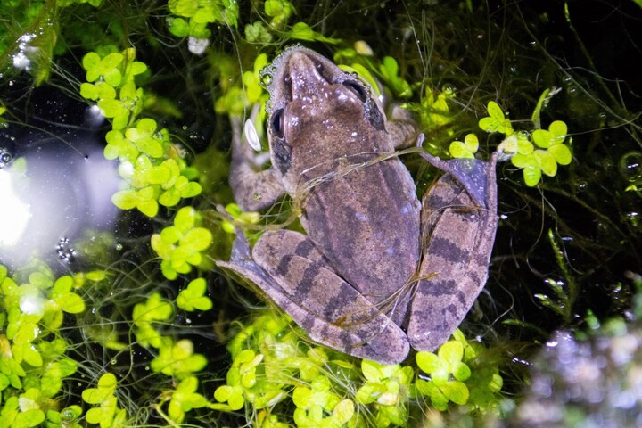 Les lavoirs, refuges secrets pour la biodiversité