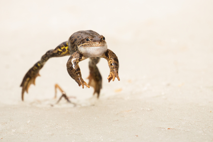 Dans les Alpes, la grenouille rousse ne grimpe pas assez vite pour survivre