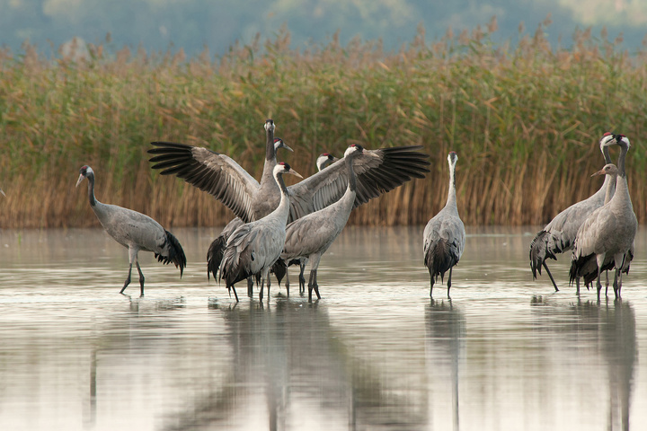 Les grues cendrées au lac de Der, une migration son et lumière