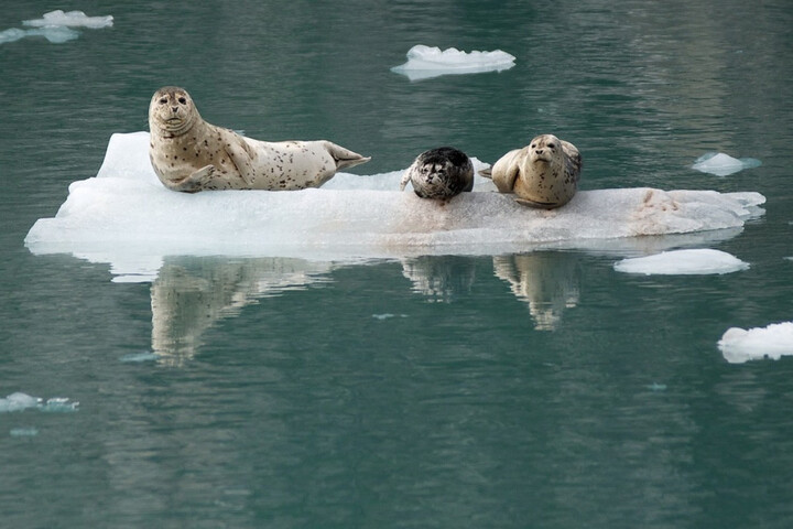 Espèces menacées : les phoques de l'Arctique dans le rouge, du mieux pour les tortues