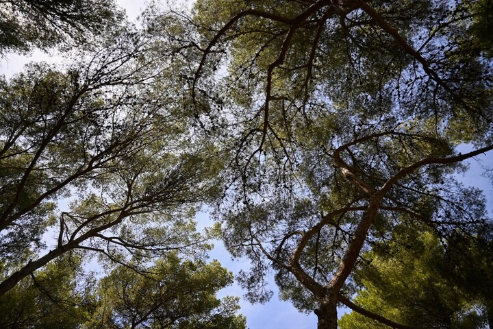 Face aux canicules, faisons corps avec les arbres