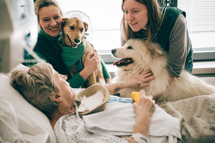 À l'hôpital, des chiens et des chats pour soulager des malades en fin de vie