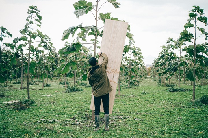 Le paulownia, cet «<small class="fine d-inline"> </small>arbre-miracle<small class="fine d-inline"> </small>» qui a encore tout à prouver