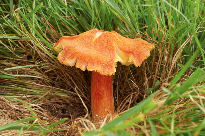 Essentiels et méconnus, les champignons sont menacés d'extinction