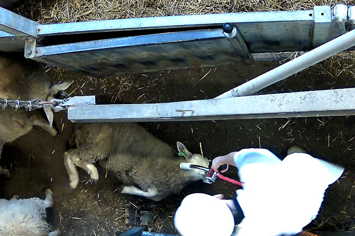 Insultes, coups, décapitations à vif : un abattoir fermé temporairement après une plainte de L214