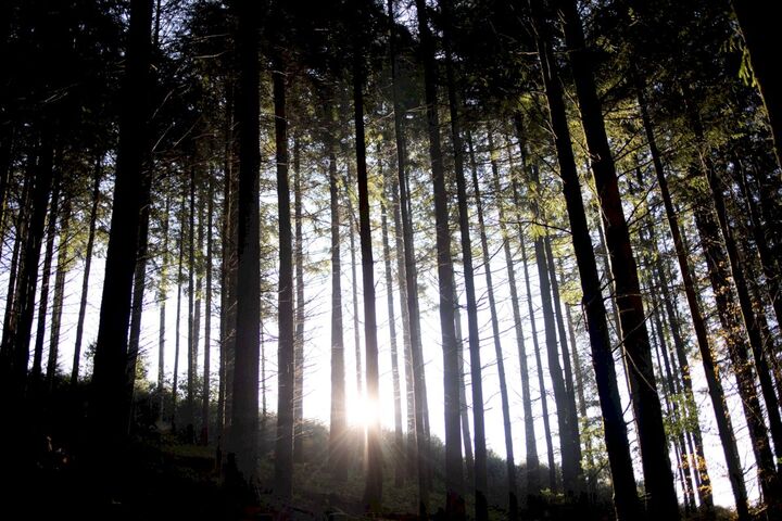 «<small class="fine d-inline"> </small>La forêt n'a pas besoin de brûler, elle a déjà disparu de nos esprits<small class="fine d-inline"> </small>»