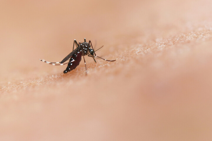 Les moustiques piquent davantage les humains à mesure que la biodiversité décline