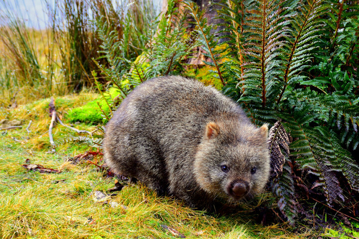 Une influenceuse fuit l'Australie après avoir arraché un bébé wombat à sa mère