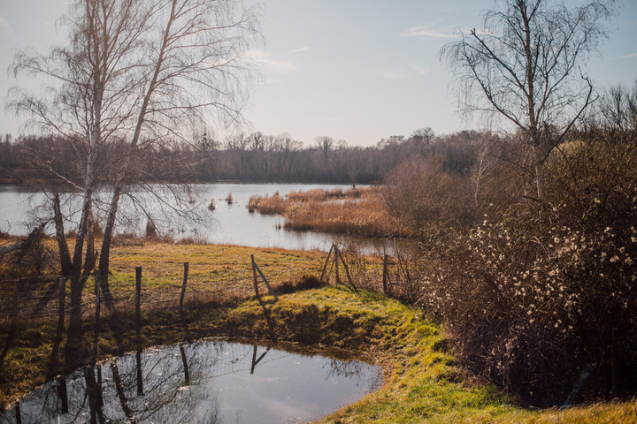 «<small class="fine d-inline"> </small>Dans les roseaux, il y a un magnifique héron qu'on ne voit plus<small class="fine d-inline"> </small>» : les marais, des espaces sensibles à préserver