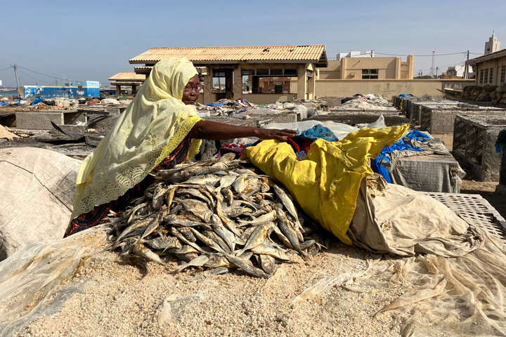  Au Sénégal, des femmes tombent dans la pauvreté à cause de la farine de poisson
