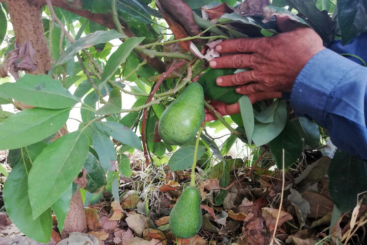 L'avocat, une culture gourmande en eau qui assèche le Maroc