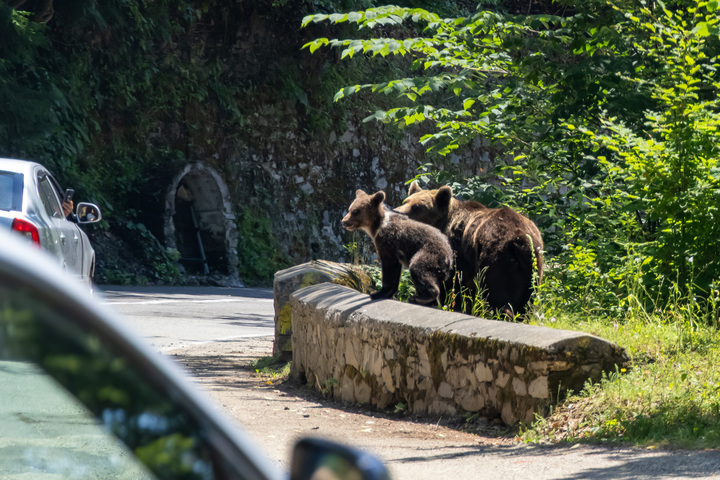 Après la mort d'un motard, la cohabitation entre ours et touristes fait débat en Roumanie