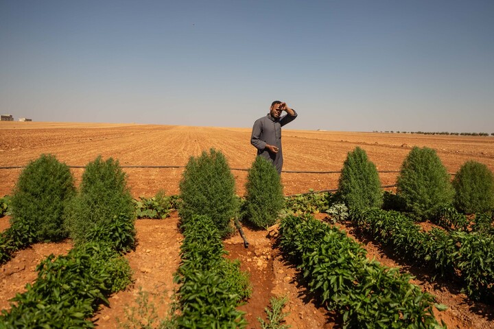 En Syrie, le difficile retour des agriculteurs sur leur terre natale
