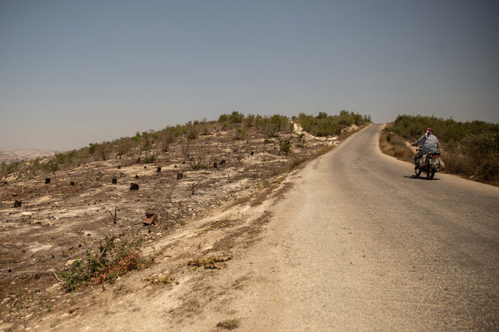 Dans le nord de la Syrie, les oliviers aussi souffrent de la guerre