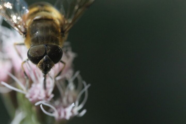 Abeilles, bourdons, papillons : les pollinisateurs sauvages d'Europe sont de plus en plus menacés