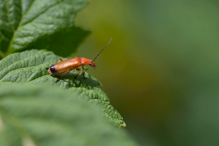 20 millions d'espèces d'insectes sur Terre : des chercheurs révèlent l'étendue d'une biodiversité insoupçonnée