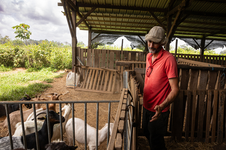 En Guyane, la difficile cohabitation entre éleveurs et jaguars
