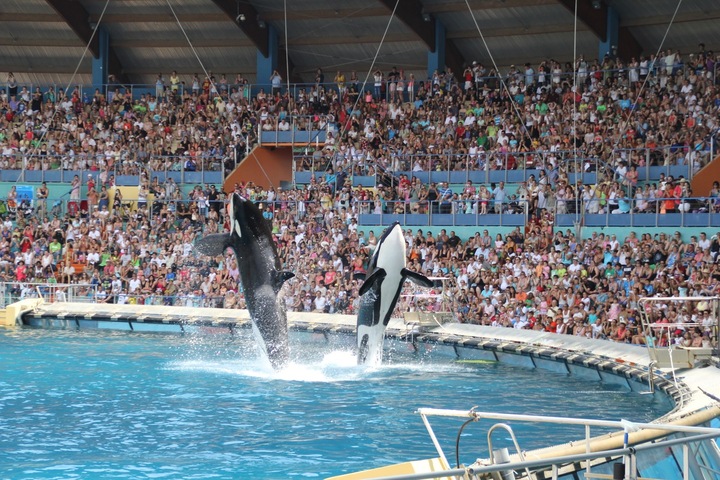 Marineland d'Antibes : les orques quitteront le parc mi-avril