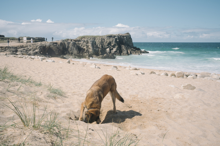 À la plage, les chiens sans laisse sont le fléau des oiseaux
