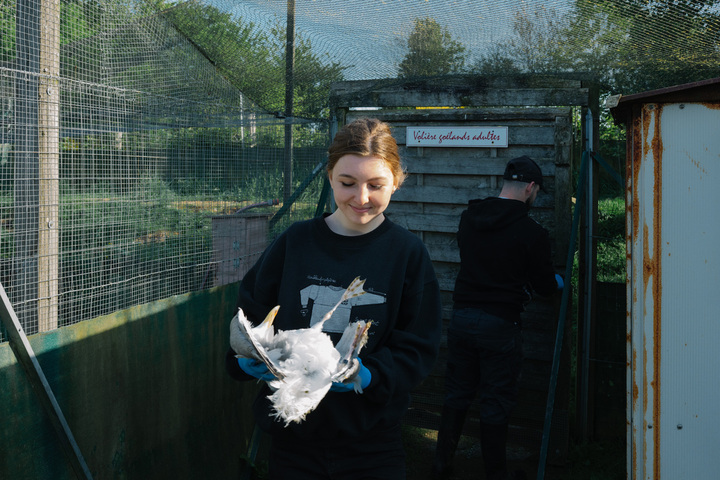 Disparus à 70<small class="fine d-inline"> </small>%, les oiseaux marins sont désormais victimes du plastique