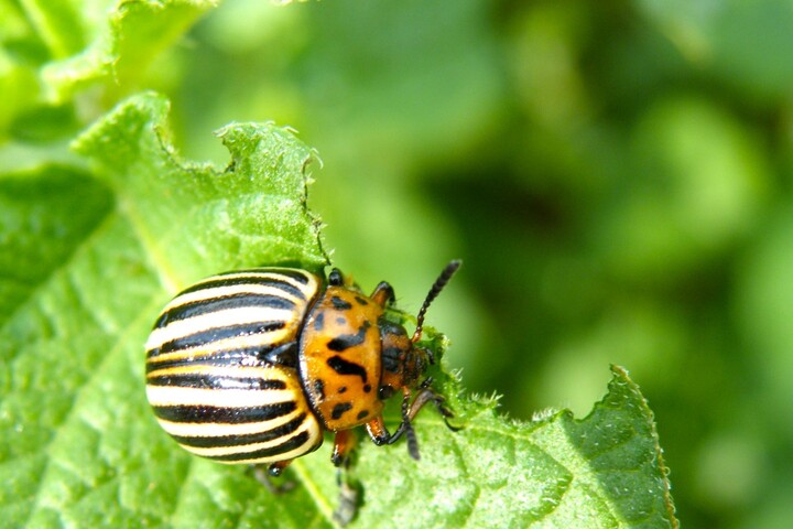 Un pesticide «<small class="fine d-inline"> </small>génétique<small class="fine d-inline"> </small>» interdit en Europe débarque... en Belgique