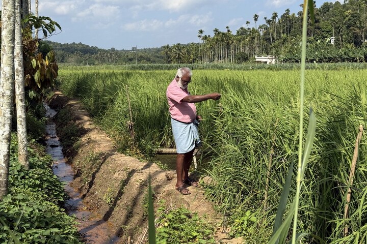En Inde, un État de 25 millions d'habitants passe en 100% bio