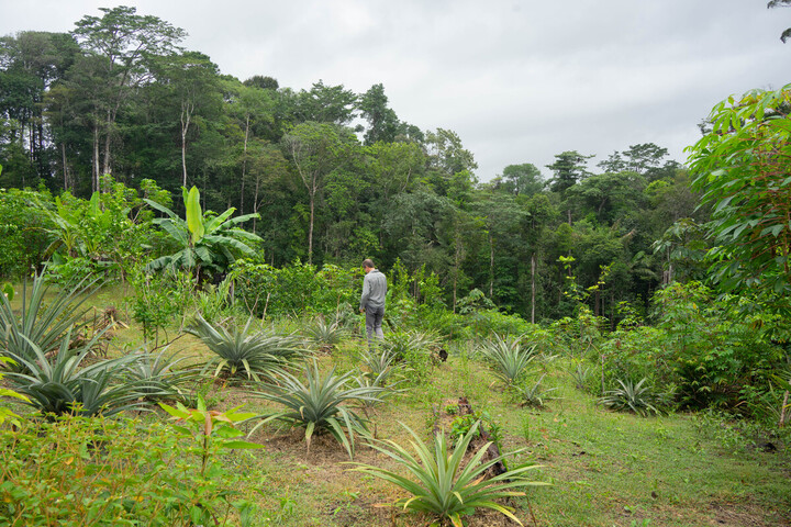 En Guyane, la ruée vers le coltan menace des terres nourricières