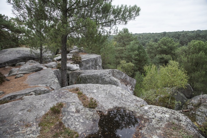 Relaxe pour un militant qui voulait sauver des arbres de Fontainebleau