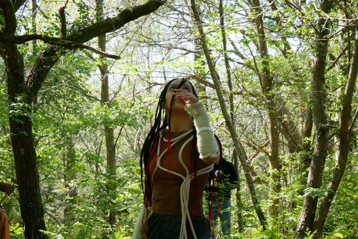 Sur la côte basque, une forêt urbaine en danger