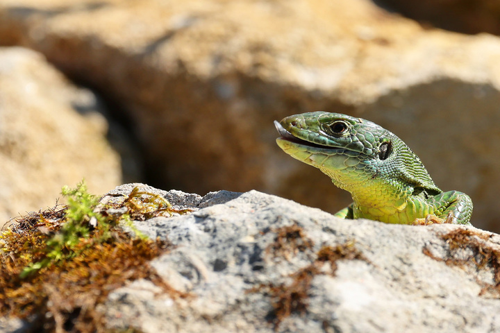 Comment j'ai accueilli le lézard vert dans mon jardin