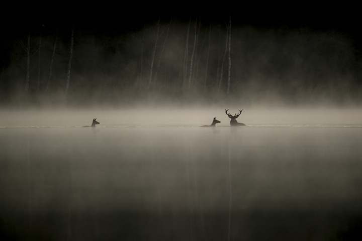 «<small class="fine d-inline"> </small>Le Chant des forêts<small class="fine d-inline"> </small>» de Vincent Munier a dépassé le million d'entrées au cinéma