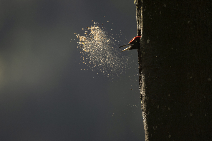 «<small class="fine d-inline"> </small>Le Chant des forêts<small class="fine d-inline"> </small>» remporte le César du meilleur documentaire