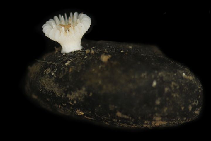 Une nouvelle espèce de corail a été trouvée, elle est déjà menacée par l'extraction minière