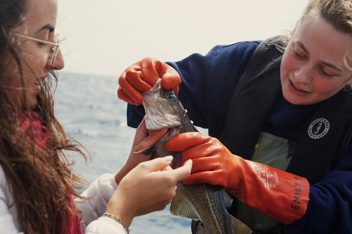 Le Canada rouvre la pêche à la morue contre l'avis des scientifiques