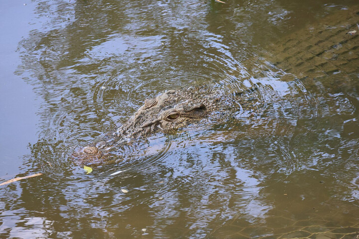 En Australie, des crocodiles s'aventurent en ville à cause des inondations