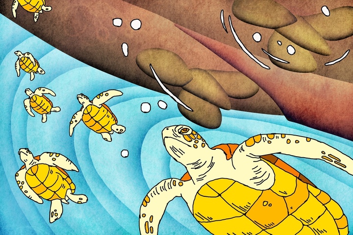 Le réchauffement climatique pousse les tortues à foncer vers les bateaux