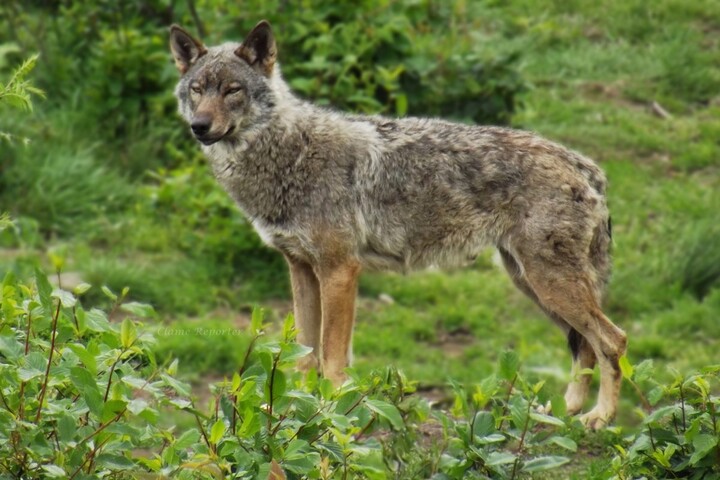 Loups : les éleveurs bientôt autorisés à les abattre même si leurs troupeaux n'étaient pas protégés